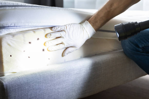 Best Emergency Pest Control  in Dexter, NM