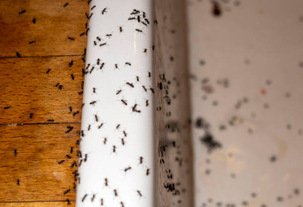 Best Pest Inspection Near Me  in Dexter, NM