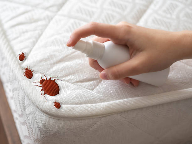 Best Affordable Pest Control Services  in Dexter, NM