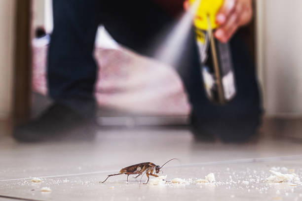Best Wasp Removal Services  in Dexter, NM